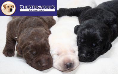 Chesterwood's Labradors in 3 Farben